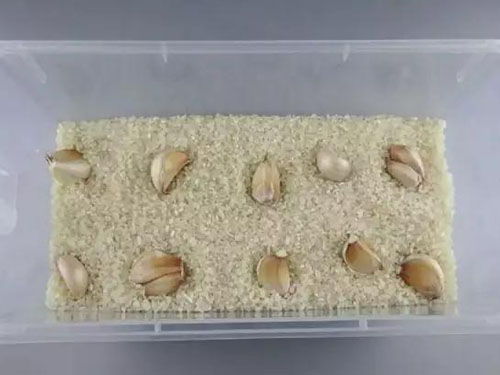 益陽稻谷收購,益陽稻谷儲存,益陽稻谷加工,益陽稻谷銷售,益陽優(yōu)質稻開發(fā)